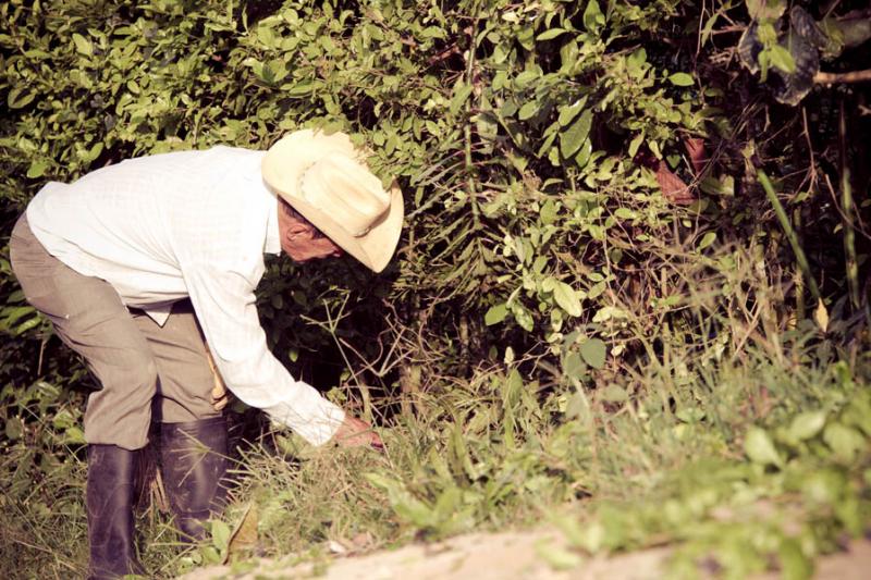 Campesino Trabajando