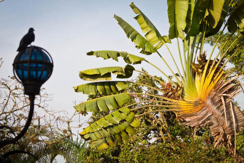 Ravenala madagascariensis