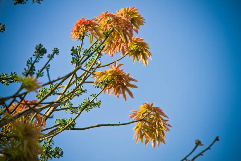 Detalle de un Arbol