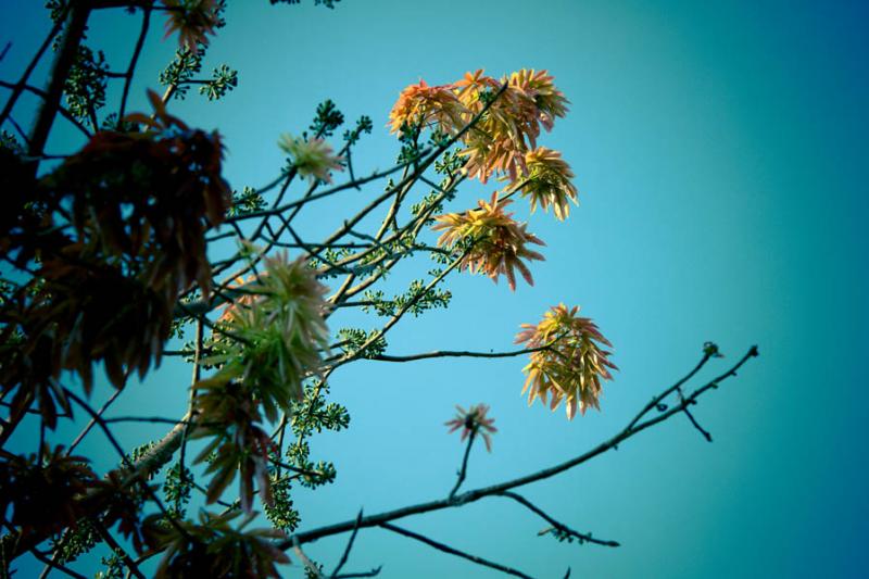 Detalle de un Arbol