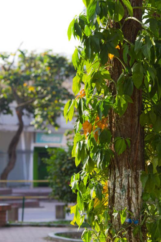 Detalle de una Planta