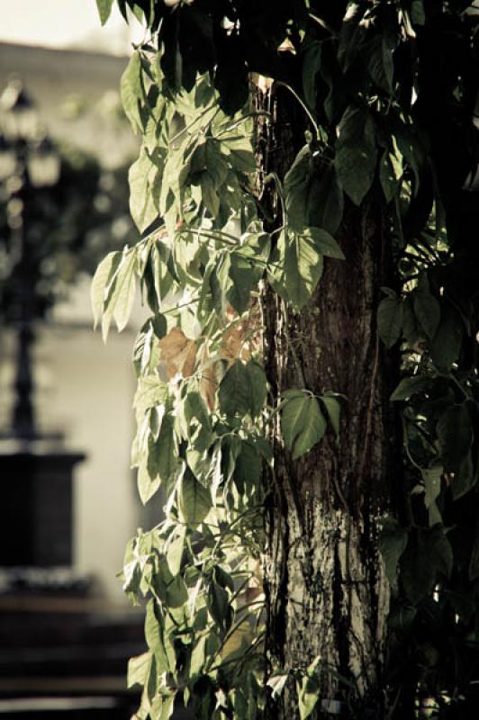 Detalle de una Planta