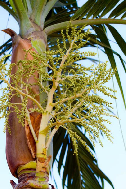 Detalle de una Palmera