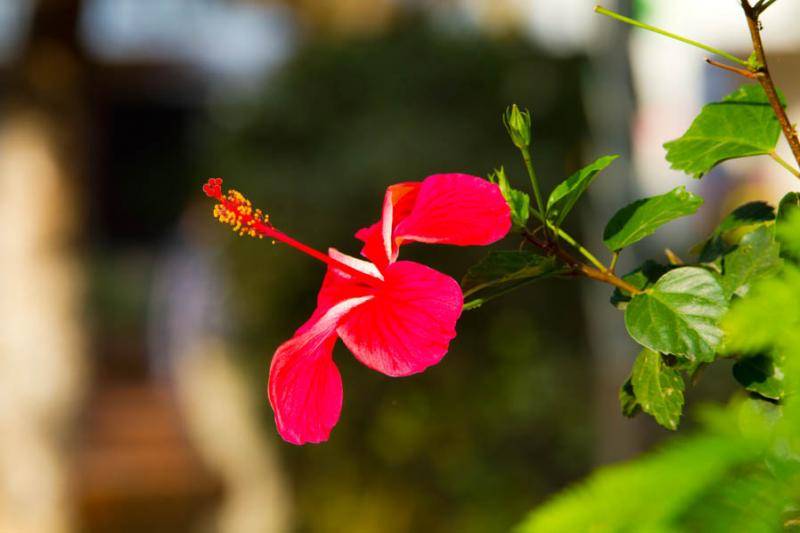 Hibiscus