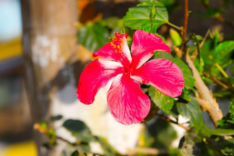 Hibiscus