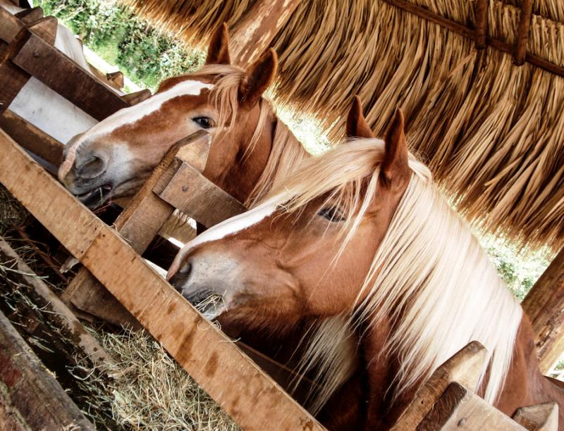 Caballos en un Establo