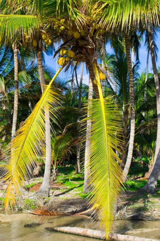 Cabo San Juan del Guia, Parque Nacional Natural Ta...