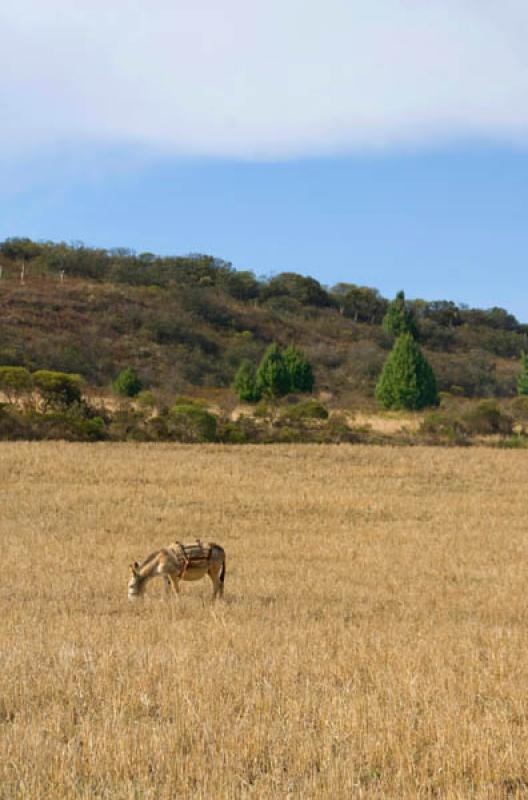 Burro en el Campo, Tota, Boyaca, Tunja, Colombia