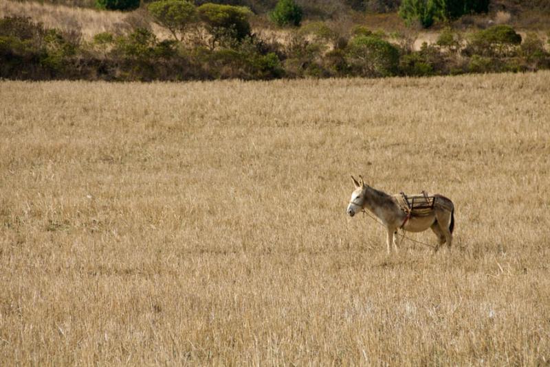 Burro en el Campo, Tota, Boyaca, Tunja, Colombia