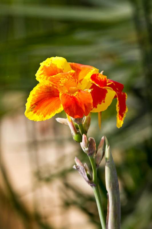 Canna indica