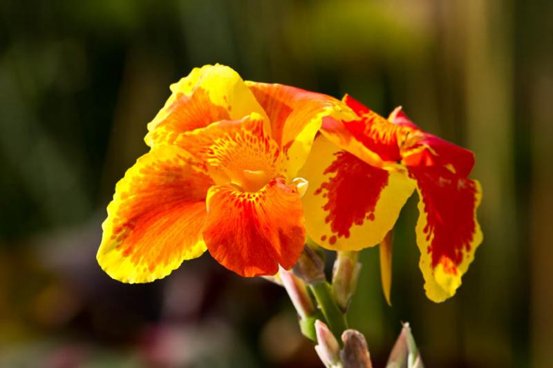 Canna indica