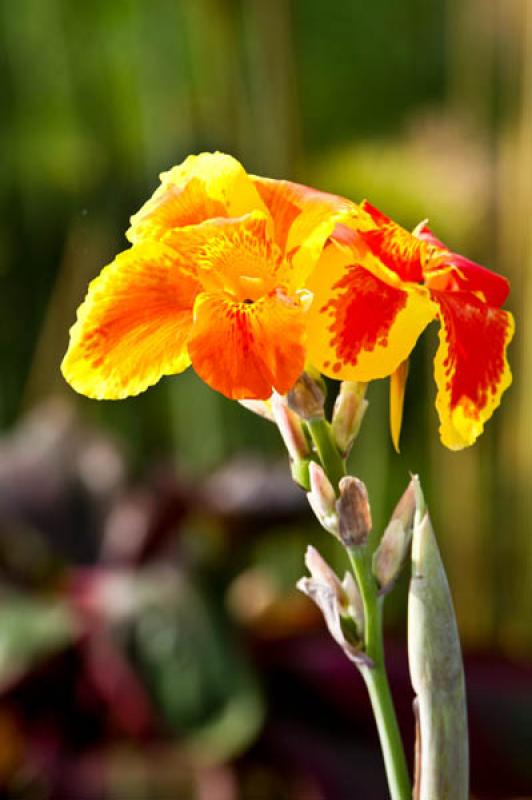 Canna indica