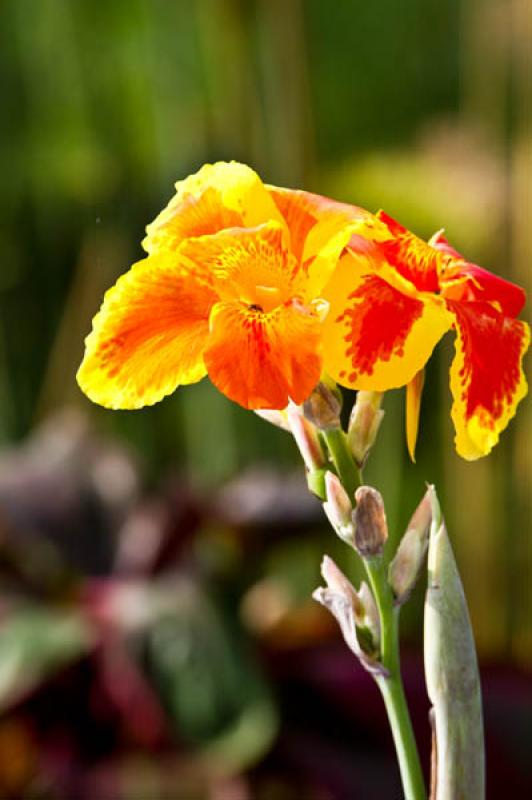 Canna indica