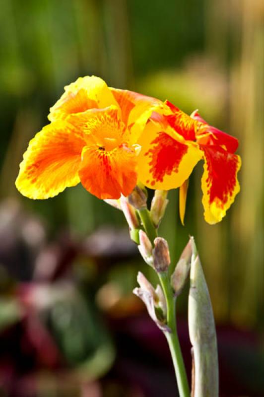 Canna indica