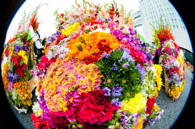 Desfile de Silleteros, Feria de las Flores, Medell...