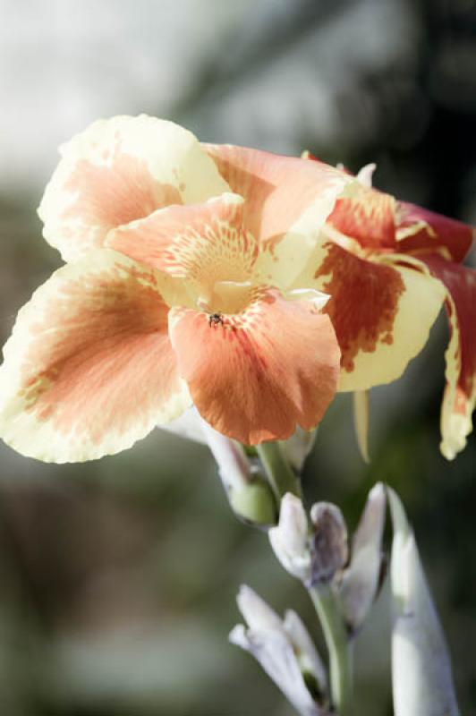 Canna indica