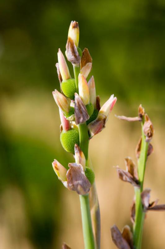 Canna indica