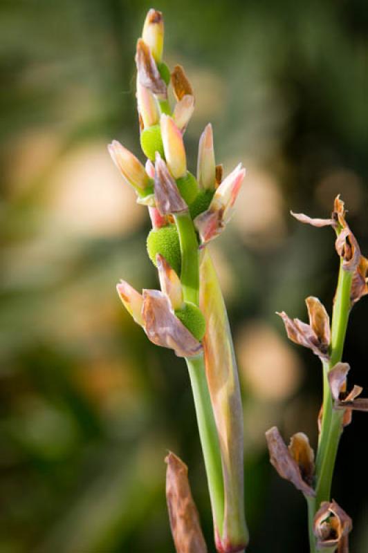 Canna indica