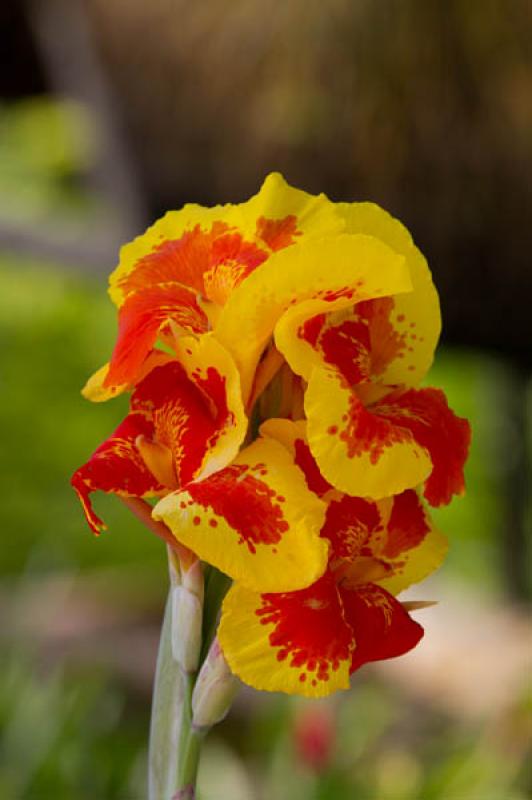 Canna indica