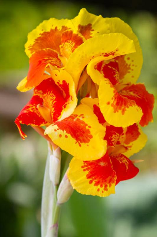 Canna indica