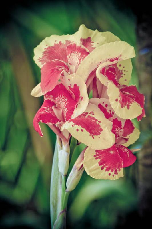 Canna indica