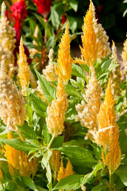 Celosia Plumosa