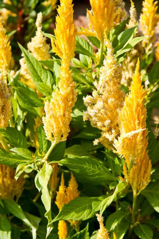 Celosia Plumosa