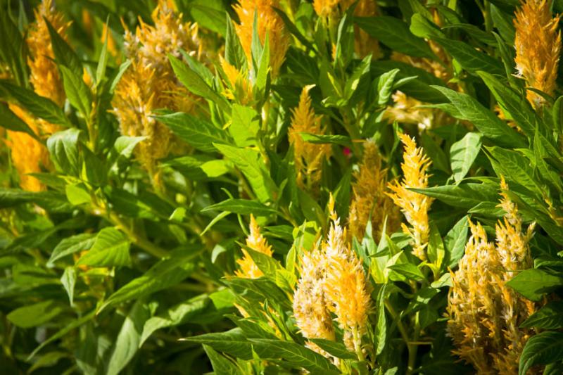 Celosia Plumosa