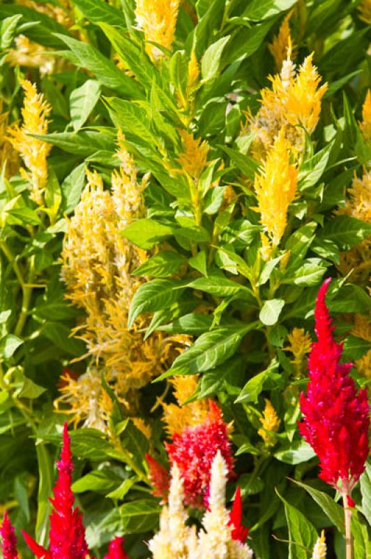 Celosia Plumosa