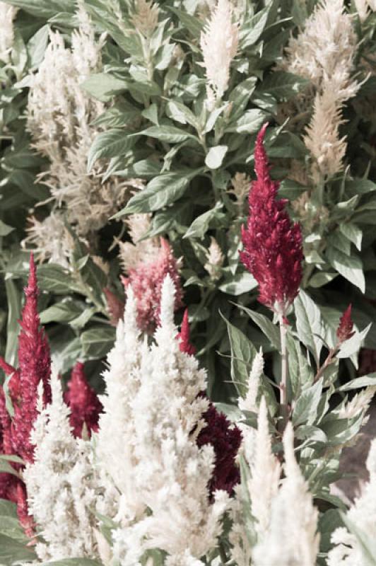 Celosia Plumosa