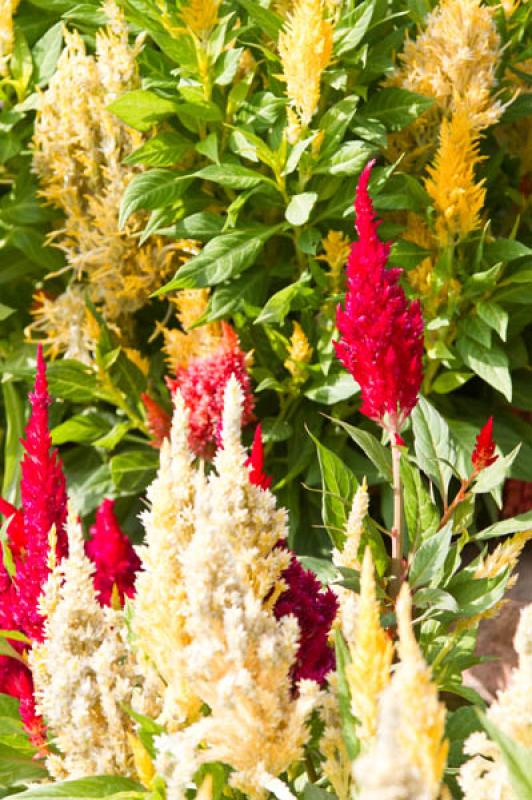 Celosia Plumosa