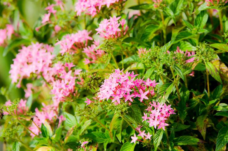 Ixora coccinea