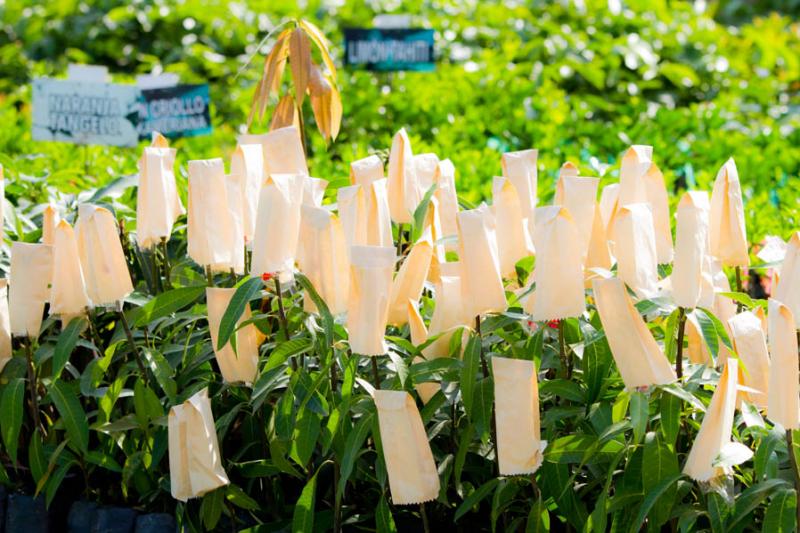 Venta de Plantas en un Vivero