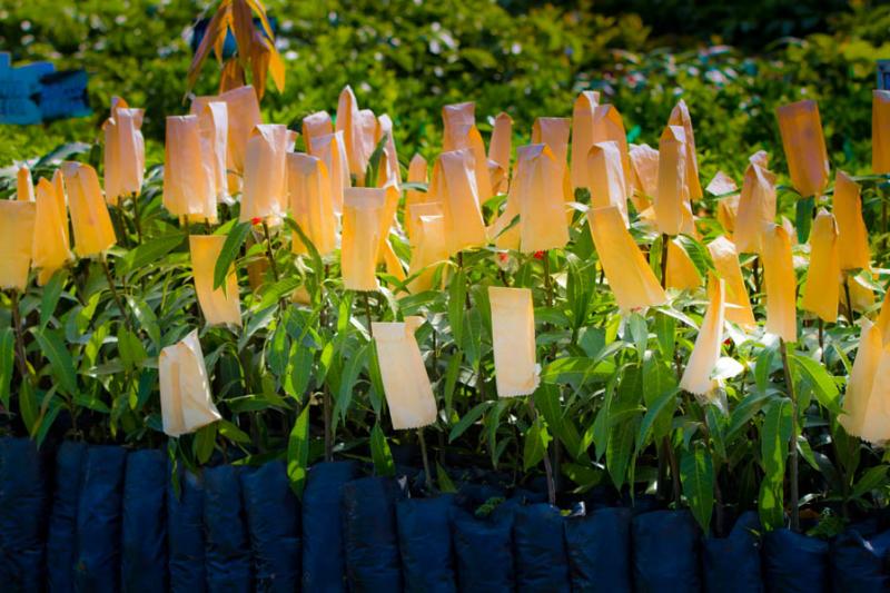 Venta de Plantas en un Vivero