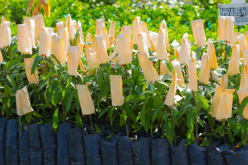 Venta de Plantas en un Vivero