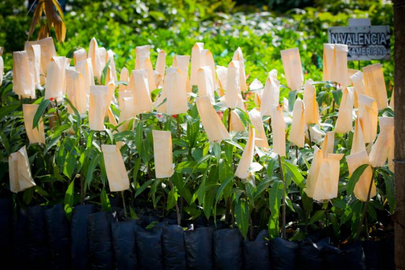 Venta de Plantas en un Vivero