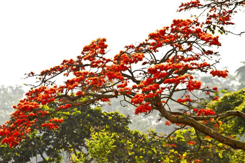 Delonix regia