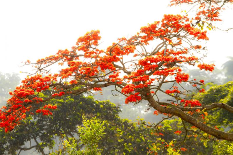 Delonix regia