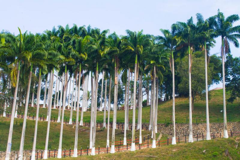 Arecaceae