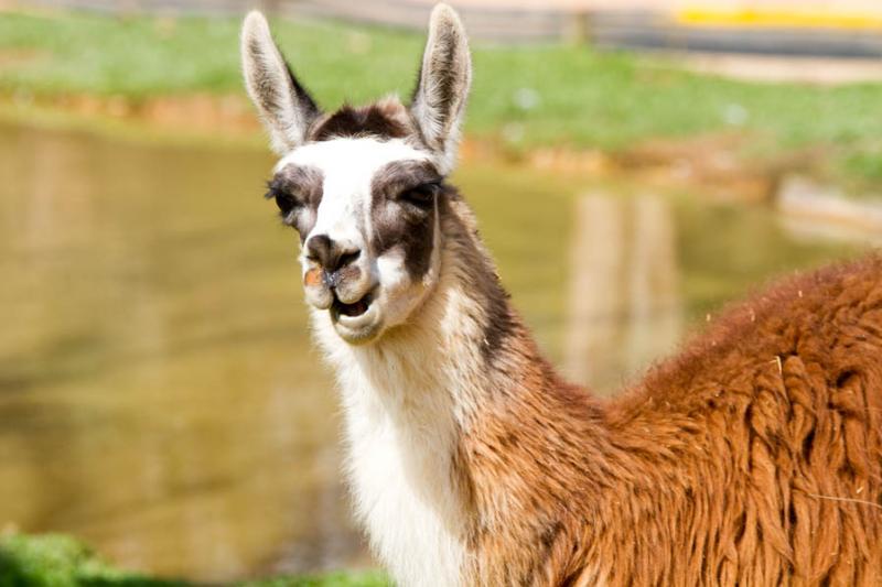 Lama glama