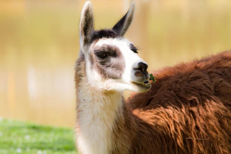 Lama glama