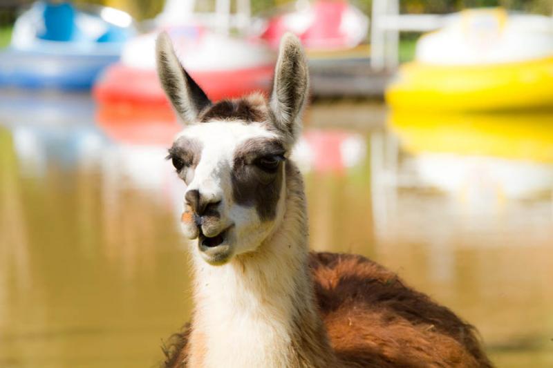 Lama glama