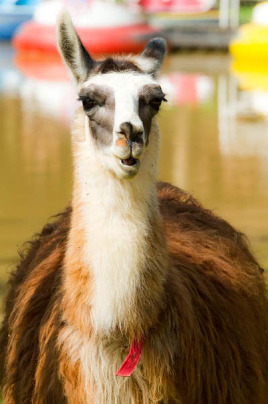 Lama glama