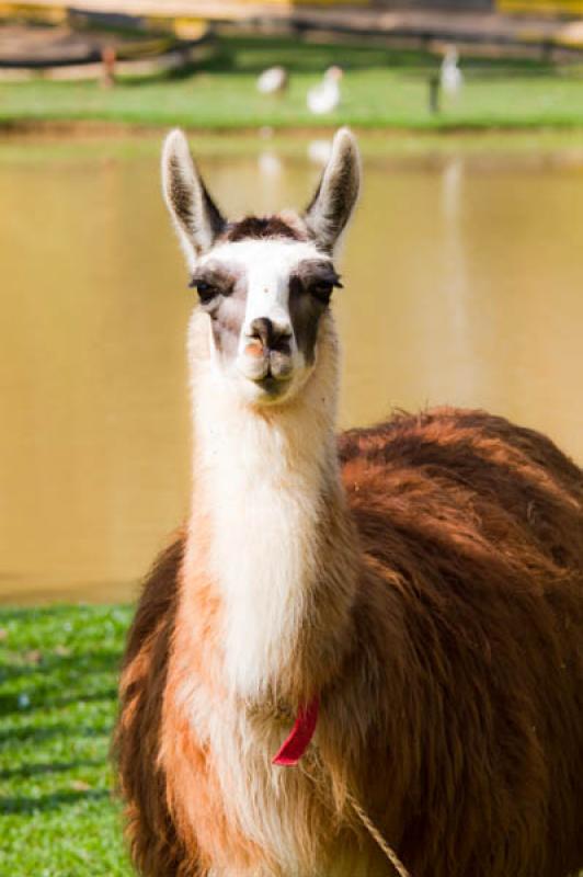 Lama glama