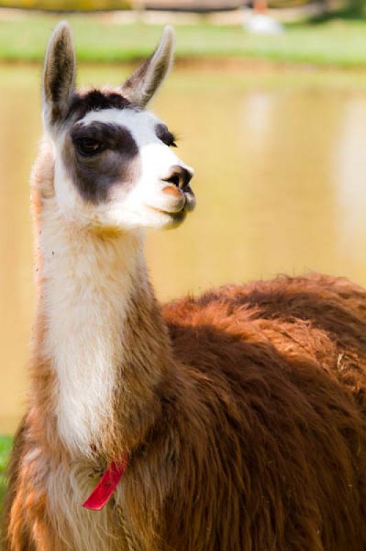 Lama glama