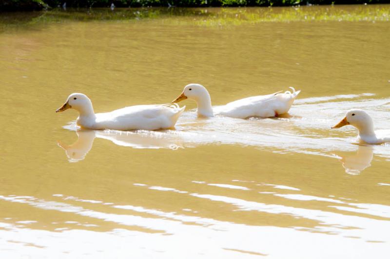 Patos Domesticos