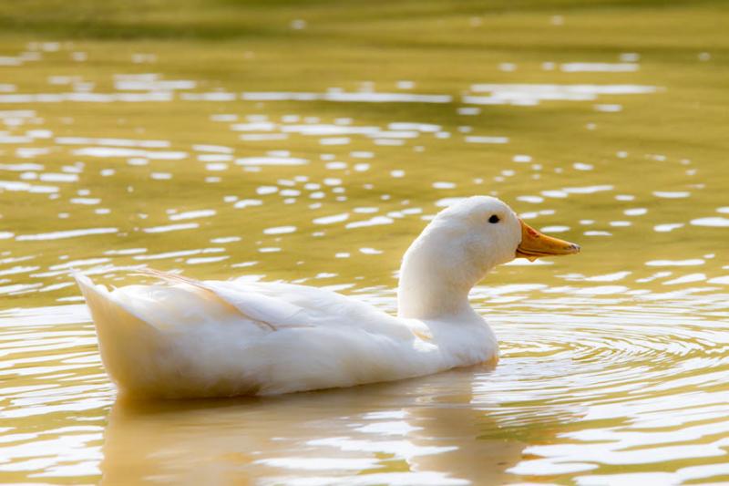 Patos Domestico