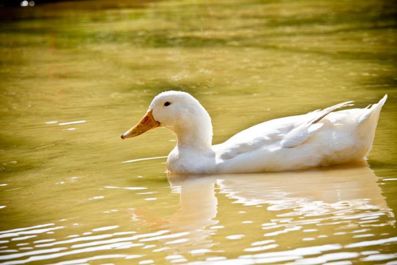 Patos Domestico