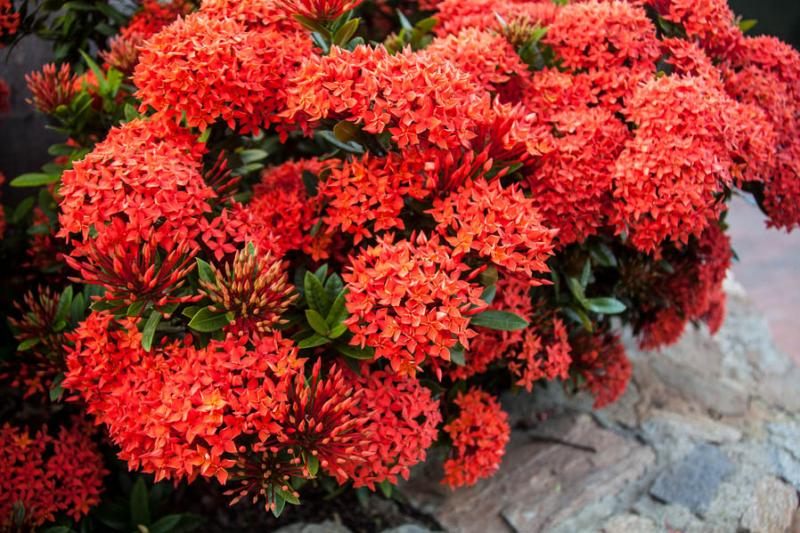 Ixora coccinea