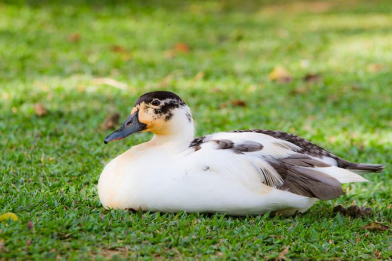 Anas platyrhynchos domesticus